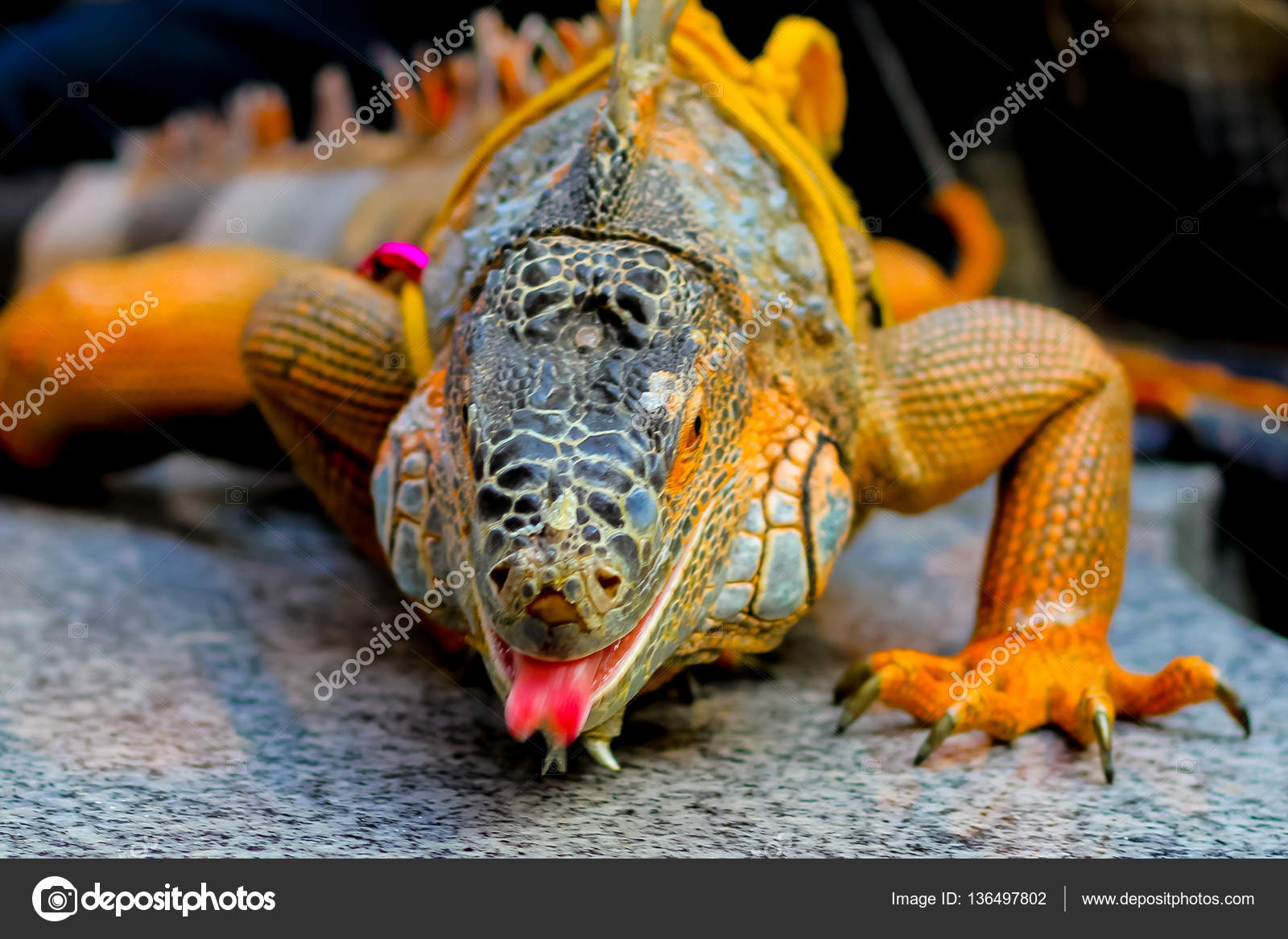 Iguane uni ¨ un genere di lucertole onnivori nativi a tropic — Foto Stock