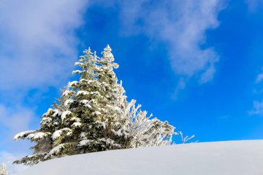 Çam ağaçları ve bl ile karda küçük bir ağaç kar kaplı