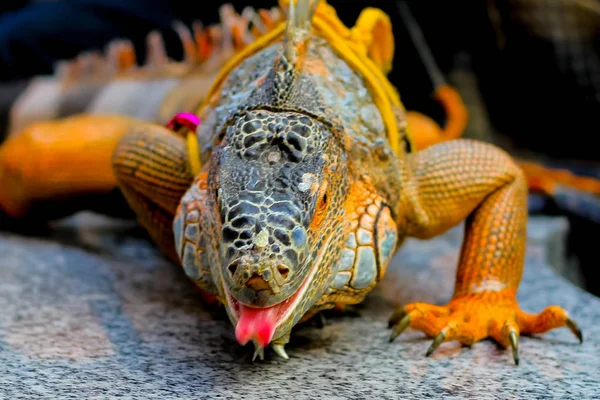 Загальні ігуани — рід Всеїдні ящірок рідного тропік — стокове фото