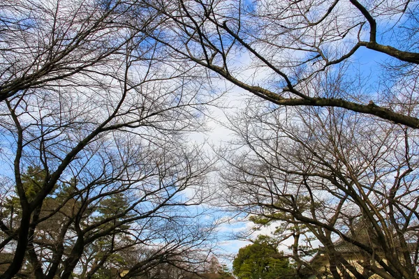 Grenar av trädgrenar på blå himmel bakgrund — Stockfoto