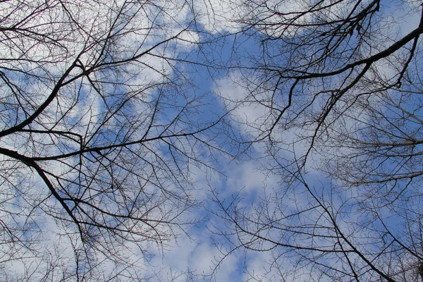 Ramos de galhos de árvores no fundo do céu azul — Fotografia de Stock