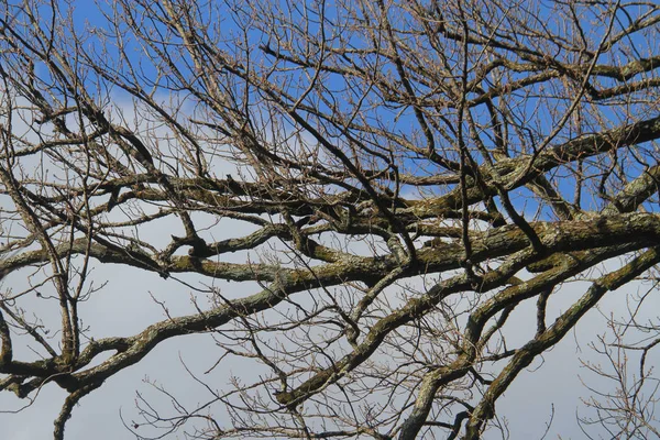 Árvore ramo com nuvem e céu fundo — Fotografia de Stock