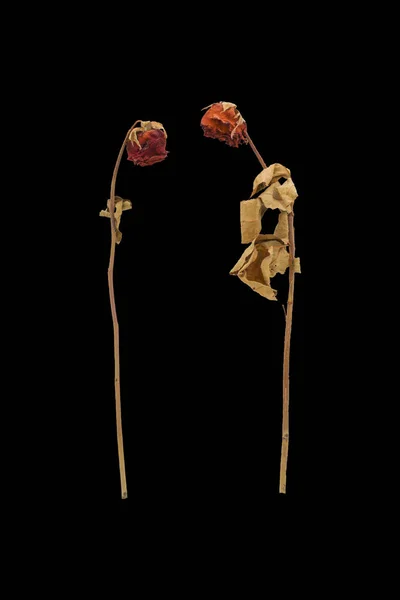 Концепція любовної пари: суха троянда ізольована на чорному тлі — стокове фото
