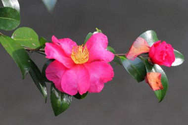 Camelia Sasanqua Japonya çiçek
