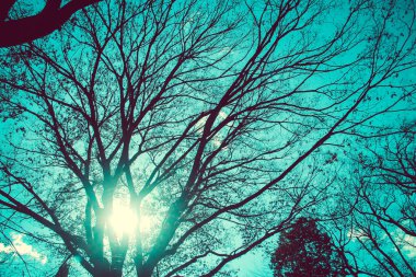 Arka plan üzerinde güneş ışığı ile büyük ağaçlar dallarını