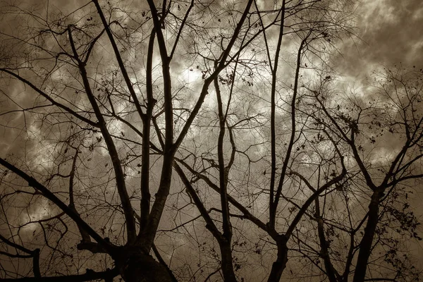 木と枝のシルエットの背景. — ストック写真