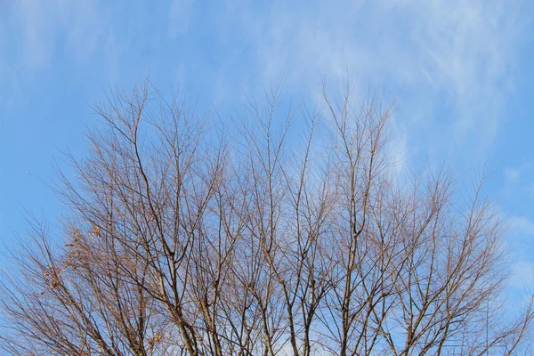 Boom met takken tegen de achtergrond van de blauwe hemel — Stockfoto