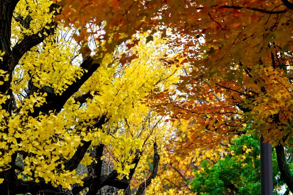 Il concetto di cambiamento: foglia d'acero sull'albero quando le foglie Chang  . — Foto Stock