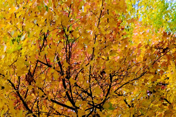 Il concetto di cambiamento: foglia d'acero sull'albero quando le foglie Chang  . — Foto Stock