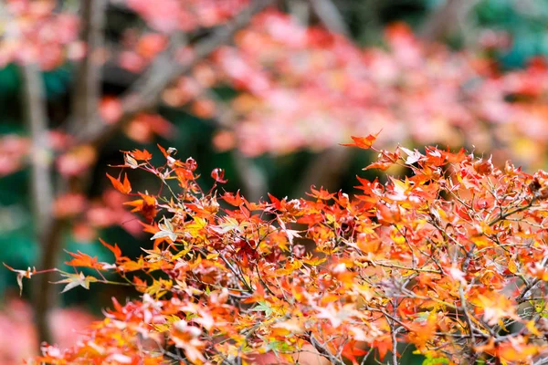 Il concetto di cambiamento: foglia d'acero sull'albero quando le foglie chan — Foto Stock