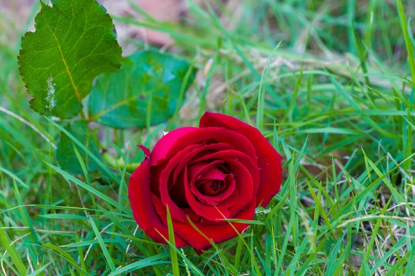 Red rose on green grass — Stock Photo, Image