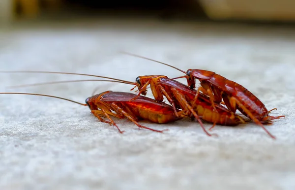 İlişki kavramı: Hamam böceği sevgilisi beton zemin — Stok fotoğraf
