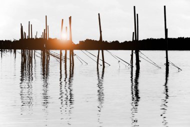 Deniz soyut doğa arka kutbunda bambu