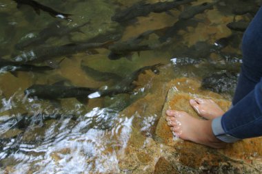 Neolissochilus stracheyi Namtok Phlio Milli Parkı, şaşırtıcı .