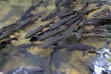 Neolissochilus stracheyi Namtok Phlio Milli Parkı, şaşırtıcı .