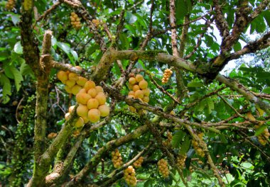 lansium parasiticum dalı (uzun Gong), Tayland