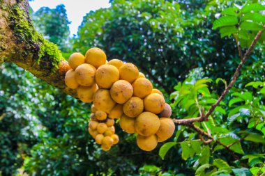 lansium parasiticum dalı (uzun Gong), Tayland