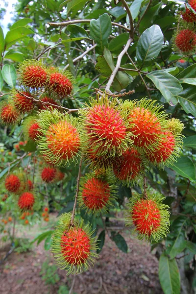 Fruto de rambután que cuelga de la rama de la provincia de Chanthaburi, Thail — Foto de Stock