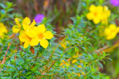 Allamanda cathartica arka planı için.