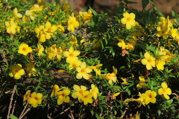 Allamanda cathartica arka planı için.