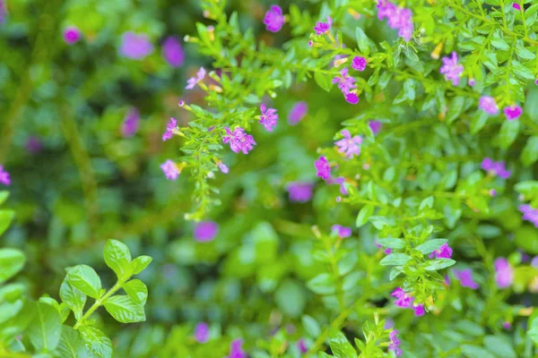 Fiore e spa per sfondo . — Foto Stock