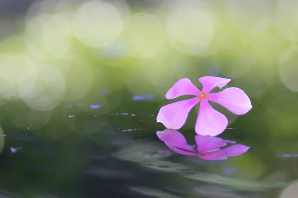 Flower and spa for background. — Stock Photo, Image