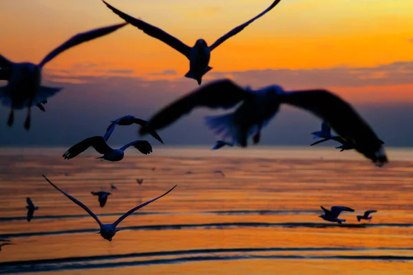 Gaviota Volando Silueta Bang Poo Retiro Recreativo Provincia Samutprakarn Tailandia — Foto de Stock