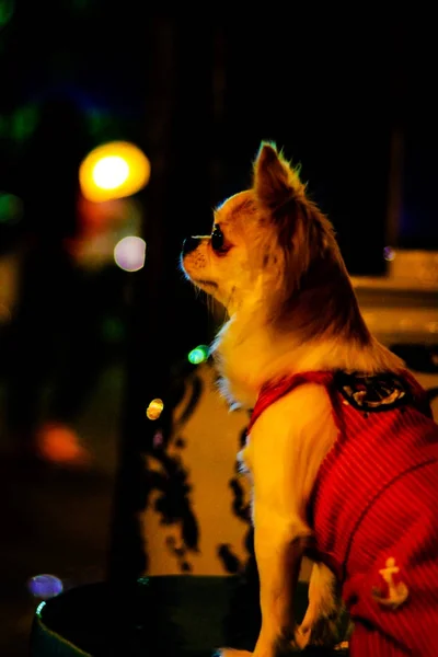 Cão solitário à espera de proprietário — Fotografia de Stock