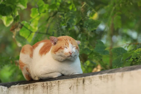 Beton duvar yalnız kedi