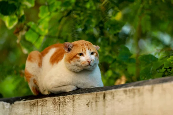 Gatto solitario su muro di cemento — Foto Stock