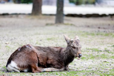 Geyikler Park'ta Nara, Japonya.