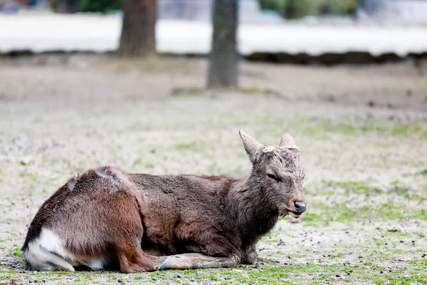 Jeleni v parku Nara, Japonsko. — Stock fotografie