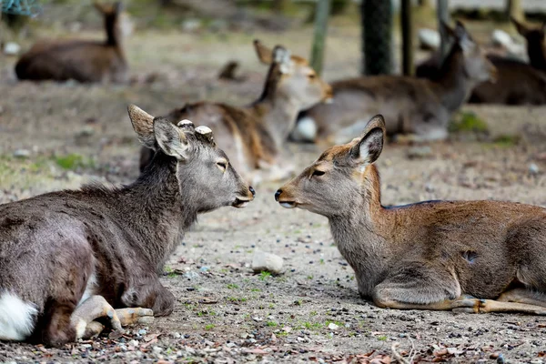 Jeleni v parku Nara, Japonsko. — Stock fotografie