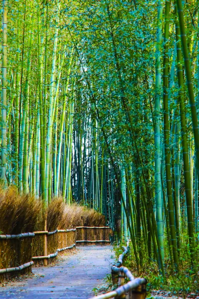 Forêt Bambous Arashiyama Kyoto Japon — Photo