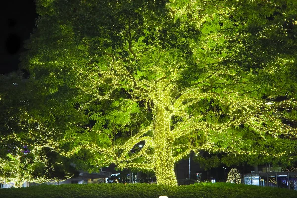 시간에는 정원에서 나무에 매달려 문자열 — 스톡 사진