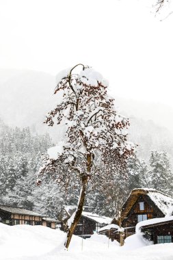 Japonca persimmon kar ağaç veya Kalychan minai veya Diospy ile