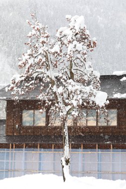 kış günü kar ile Japonca hurma ağacı