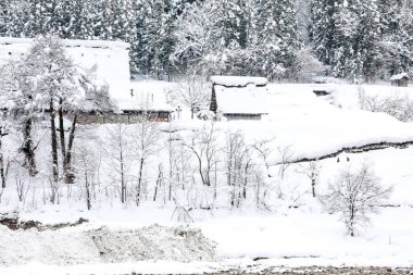 kar örtüsü kış günü ormanında ağacıyla