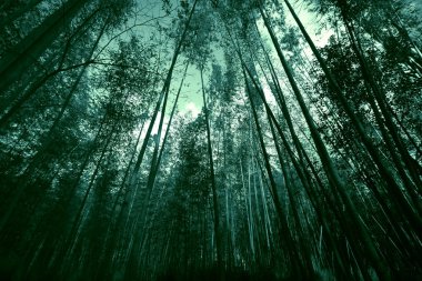 Bambu orman ışık ray