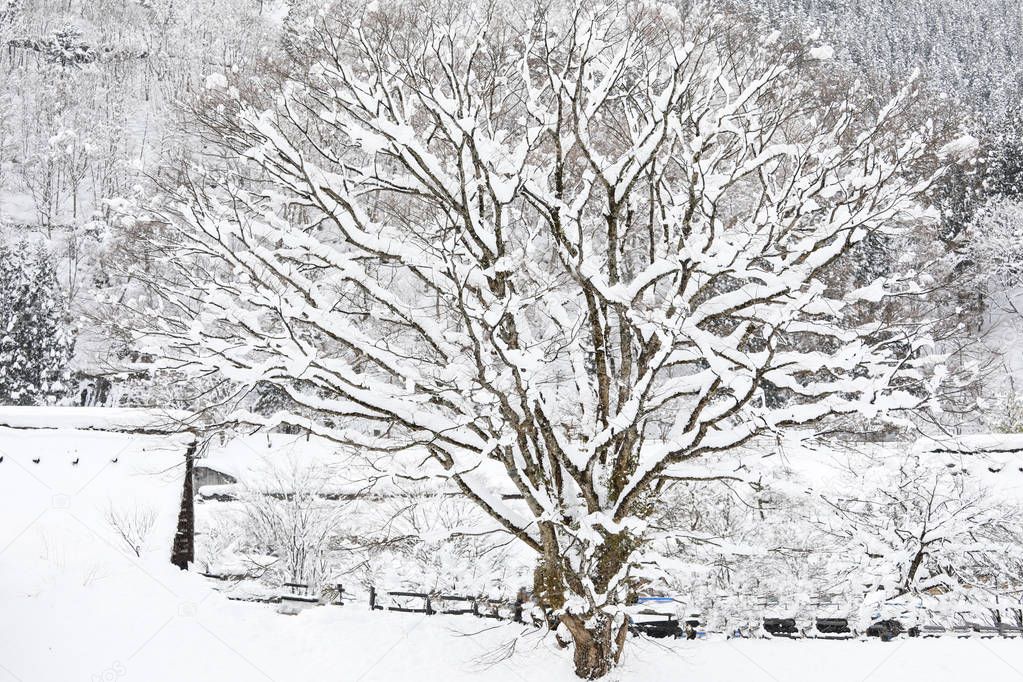 tree with snow cover in the forest in the winter day