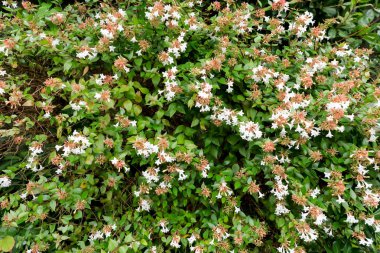 Doğal arka plan için yeşil yaprakların üzerindeki beyaz çiçekler.