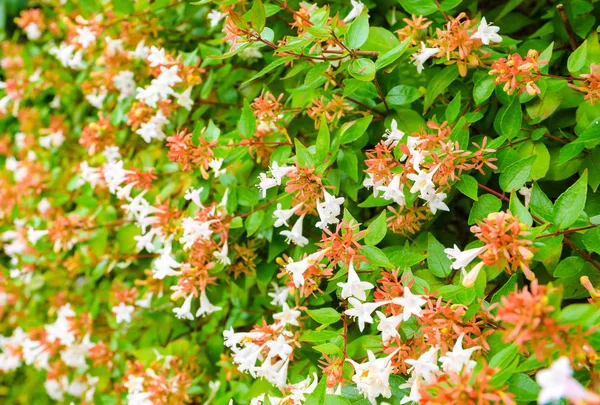 Fiori bianchi sulle foglie verdi per lo sfondo naturale . — Foto Stock