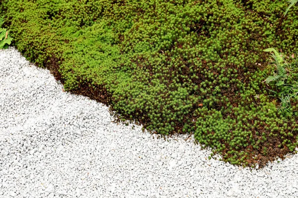 Το δάπεδο του κήπου αποτελείται από μικρές πέτρες και πράσινο γρασίδι. — Φωτογραφία Αρχείου