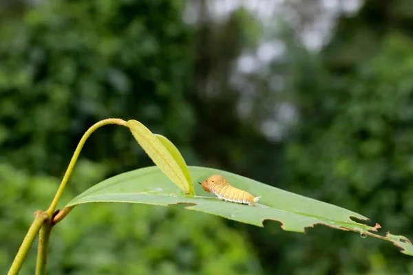 Verme verde lagartas animais em folhas verdes — Fotografia de Stock