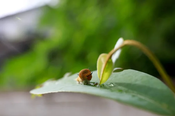 푸른 잎 위에 있는 푸른 벌레 애벌레 — 스톡 사진
