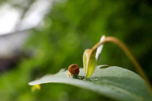 Verme verde lagartas animais em folhas verdes — Fotografia de Stock