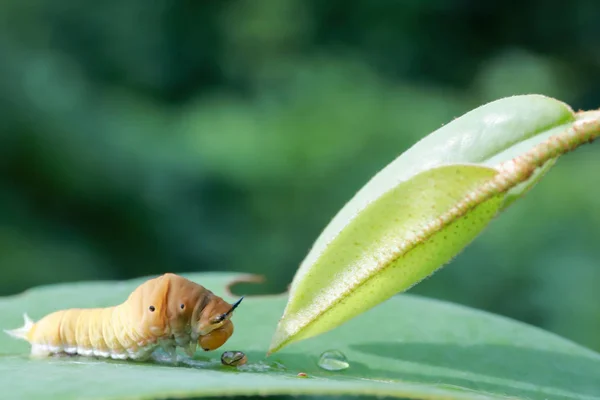 Raupe auf grünem Blatt am Morgen, Mottenraupe auf grünem Blatt. Wurm auf Blatt. — Stockfoto