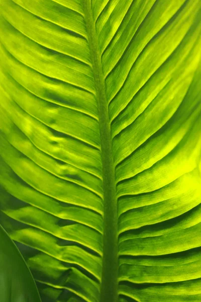 Зеленые листья текстуры абстрактного фона — стоковое фото