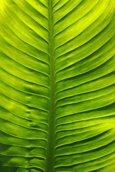 Green leaves texture abstract background — Stock Photo, Image