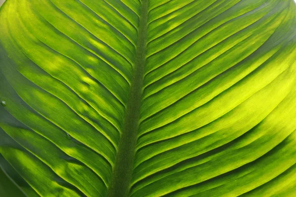 Yeşil yaprak dokusu soyut arkaplan — Stok fotoğraf
